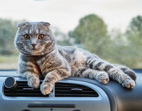 Un Scottish Fold installé sur le tableau de bord d'une voiture