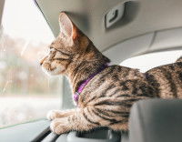 Un chat gris tabby regarde par la vitre arrière d'une voiture