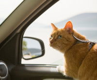 Un chat roux regarde par la fenêtre d'une voiture pendant un covoiturage