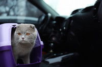 Un chat et sa cage de transport installés dans une voiture