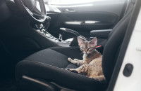 Un jeune Devon Rex parfaitement habitué aux voyages en voiture