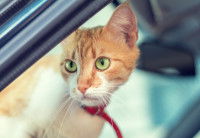 Un chat roux et blanc installé dans une voiture