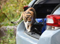 Un chat tricolore se promène dans le coffre d'une voiture