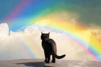 Image d'un chat noir sur des nuages devant un arc-en-ciel