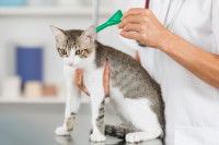 Un vétérinaire applique une pipette antipuce sur un chaton