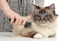 Une femme brosse un Sacré de Birmanie