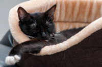 Un chat noir dort confortablement dans son panier