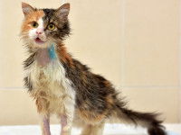 L'expérimentation scientifique sur les animaux