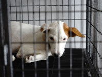 L'expérimentation scientifique sur les animaux