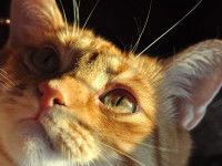 La déclaration universelle des droits de l'animal