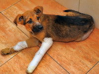 L'encadrement des activités en lien avec des animaux