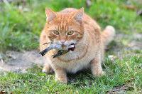 Un chat ayant attrapé un oiseau et le tenant dans sa gueule
