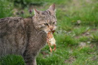 Un chat tenant dans sa gueule un poussin mort