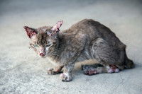 Un chat avec de multiples blessures sur le corps et la tête