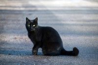 Un chat noir assis dans la rue et regardant vers la caméra