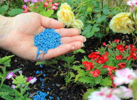 Une personne dépose des granulés de pesticides près de fleurs