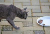 Un chat s'approchant d'une assiette avec des carrés de chocolat