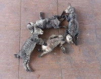 Les corps de quatre chatons morts noyés étendus sur le sol