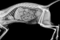 Radiographie de l'estomac d'un chat