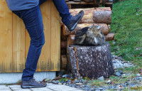 Un homme s'apprête à donner un coup de pied à un chat allongé sur un tronc d'arbre.