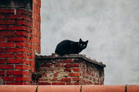 Un chat sur le toit d'une maison en briques