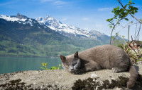 Un chat allongé au bord d'un lac en Suisse