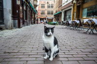 Un chat assis au milieu d'une rue pavée à Bruxelles