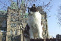Un chat assis devant le Parlement, à Ottawa (Canada)