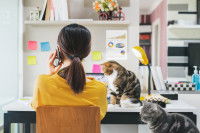 Une maitresse travaillant sur son bureau avec son chat