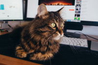 Un chat tigré à poil long couché sur un bureau