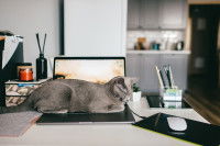Un chat gris couché sur un clavier d'ordinateur