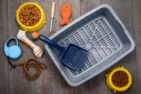 Tous les accessoires nécessaires pour un chat