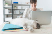 Une maitresse observant son chat affalé de tout son long sur son bureau