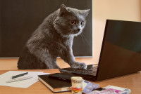 Un chat gris travaillant sur un ordinateur
