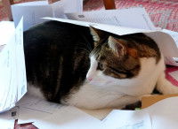 Un chat recouvert de papiers en tout genre