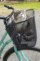Le vélo avec un chat