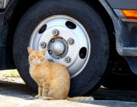 La voiture avec un chat