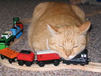 Le train avec un chat