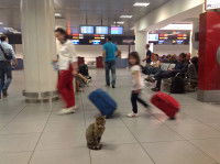 L'avion avec un chat