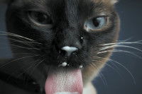 L'alimentation du chat pendant les vacances