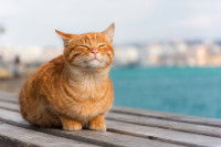 Un chat roux assis sur du bois devant la mer