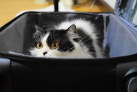 Un chat noir et blanc allongé dans une valise