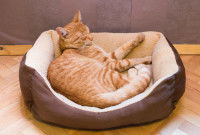 Un chat roux dort dans un panier