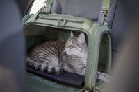 Un chat dans un sac de transport dans une voiture