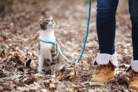 Une femme promène son chat en laisse en automne