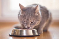 Un chat gris mange dans sa gamelle