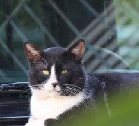 Le car avec un chat