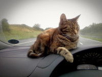 Le camping-car avec un chat