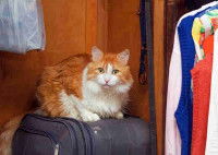 Un chat roux et blanc à poil long assis sur une valise de voyage