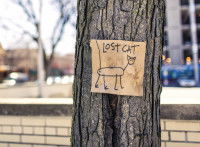 Un dessin de chat perdu accroché à un arbre